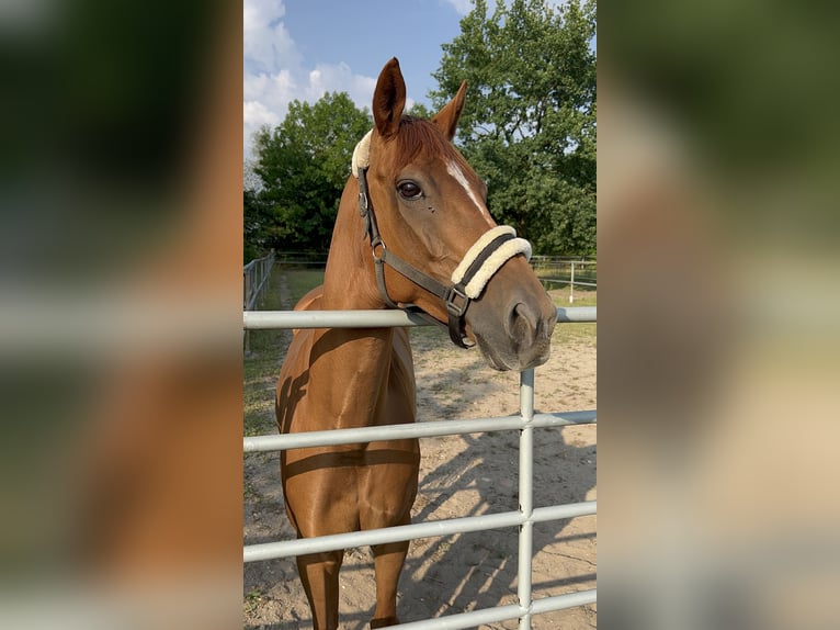 Thoroughbred Mare 10 years 15,3 hh Chestnut-Red in Hamburg