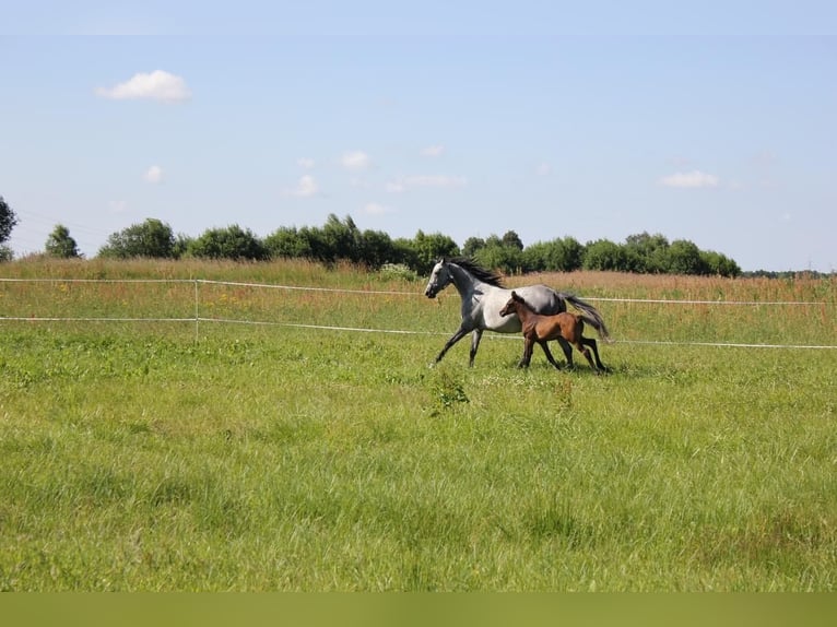 Thoroughbred Mare 10 years 15.3 hh Grey in Alytus