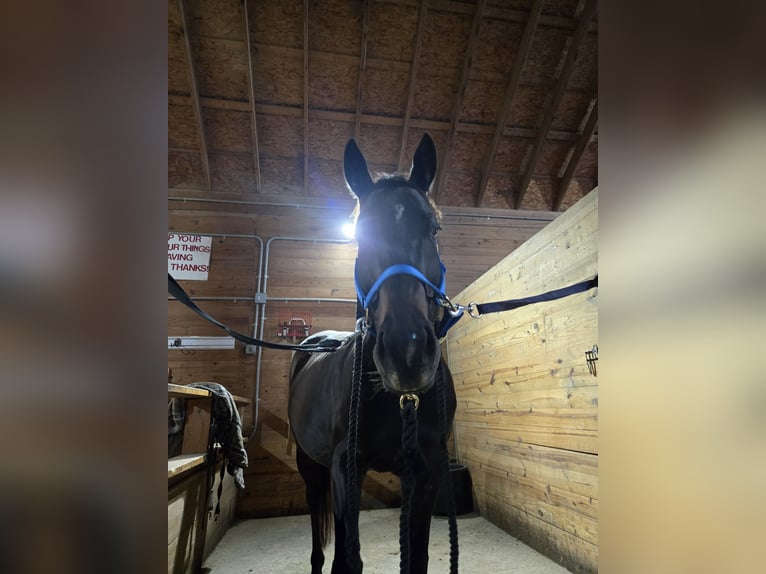 Thoroughbred Mare 10 years 15 hh Bay-Dark in Dexter, MI