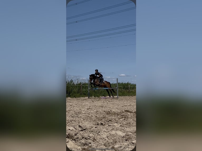 Thoroughbred Mare 10 years 15 hh Brown in Spaarndam