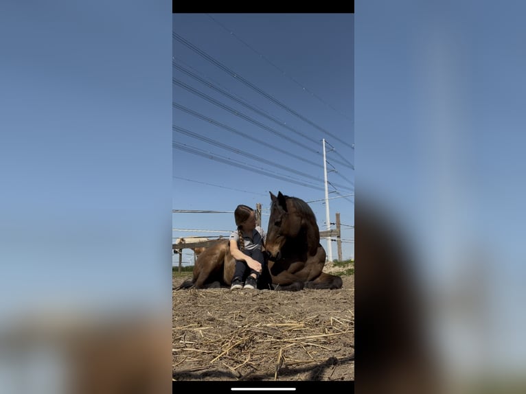 Thoroughbred Mare 10 years 15 hh Brown in Spaarndam