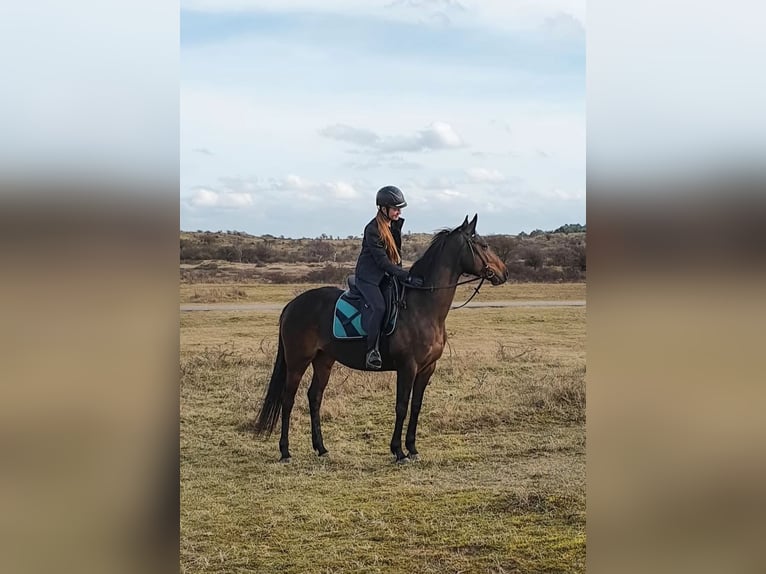 Thoroughbred Mare 10 years 15 hh Brown in Spaarndam