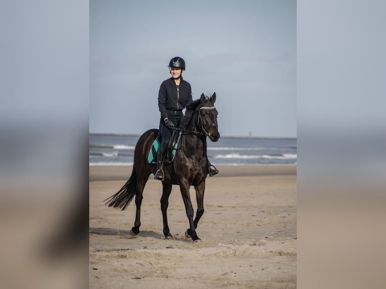 Thoroughbred Mare 10 years 15 hh Brown in Spaarndam