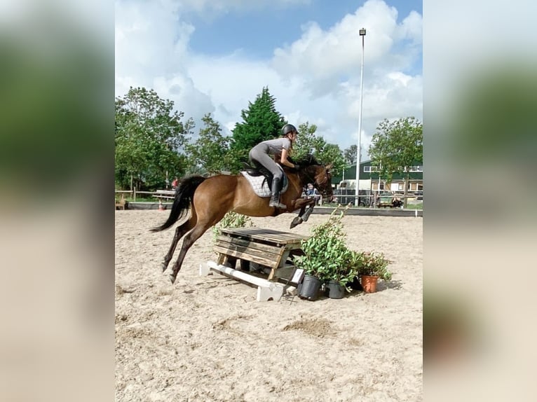 Thoroughbred Mare 10 years 15 hh Brown in Spaarndam