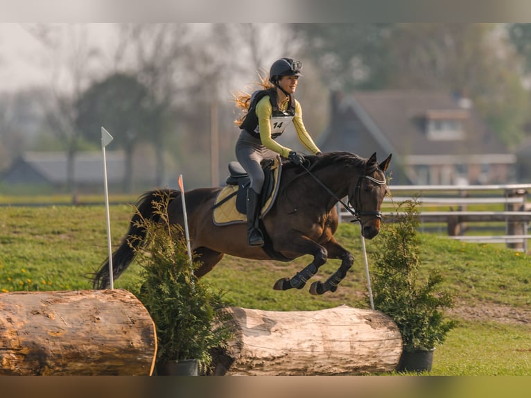 Thoroughbred Mare 10 years 15 hh Brown in Spaarndam