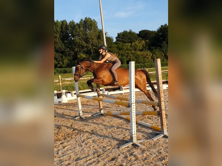 Thoroughbred Mare 10 years 15 hh Brown in Spaarndam