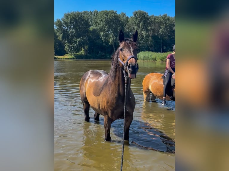 Thoroughbred Mare 10 years 15 hh Brown in Spaarndam
