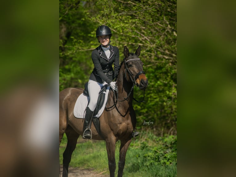 Thoroughbred Mare 10 years 15 hh Brown in Spaarndam