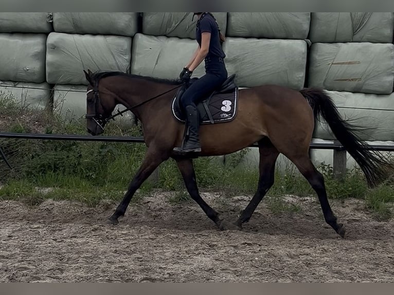 Thoroughbred Mare 10 years 15 hh Brown in Spaarndam