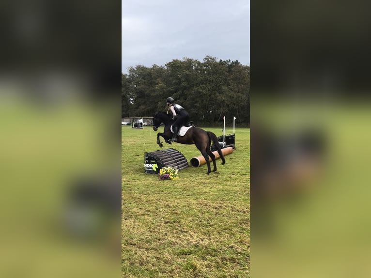 Thoroughbred Mare 10 years 15 hh Brown in Spaarndam