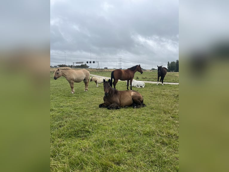 Thoroughbred Mare 10 years 15 hh Brown in Spaarndam