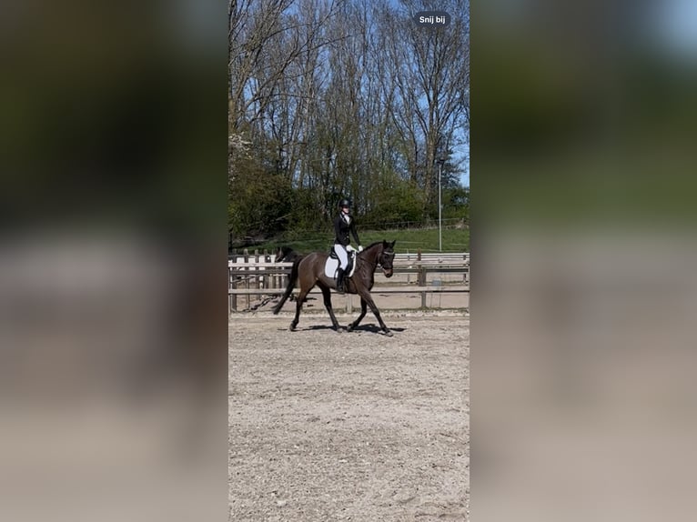 Thoroughbred Mare 10 years 15 hh Brown in Spaarndam