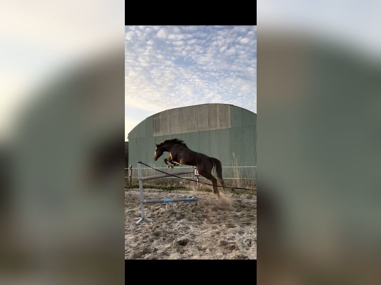 Thoroughbred Mare 10 years 15 hh Brown in Spaarndam