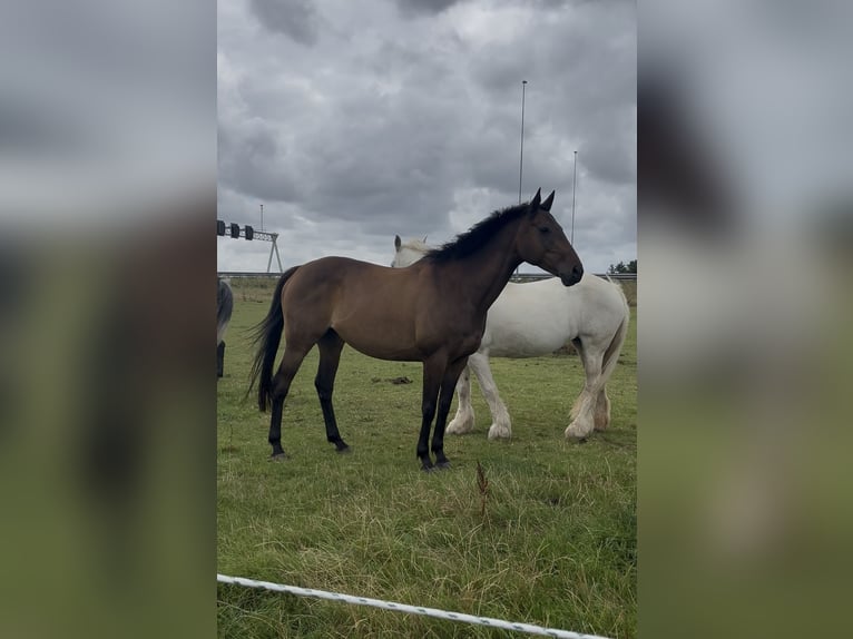 Thoroughbred Mare 10 years 15 hh Brown in Spaarndam