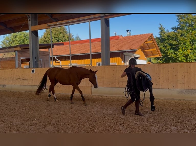 Thoroughbred Mare 10 years 15,1 hh Chestnut-Red in Murnau