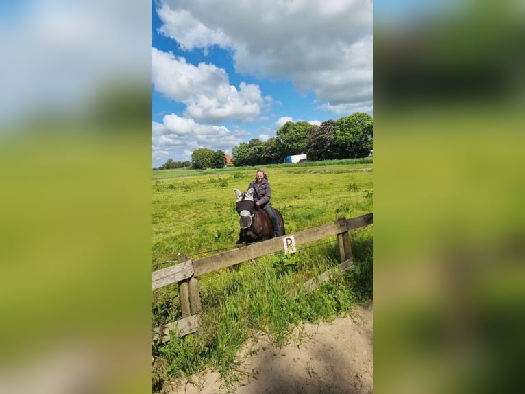 Thoroughbred Mare 10 years 15,2 hh Bay-Dark in Grootschermer