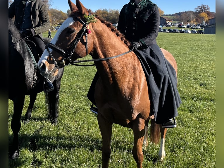 Thoroughbred Mare 10 years 15,2 hh Chestnut-Red in Murnau