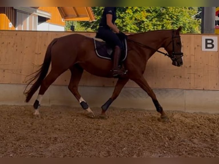 Thoroughbred Mare 10 years 15,2 hh Chestnut-Red in Murnau
