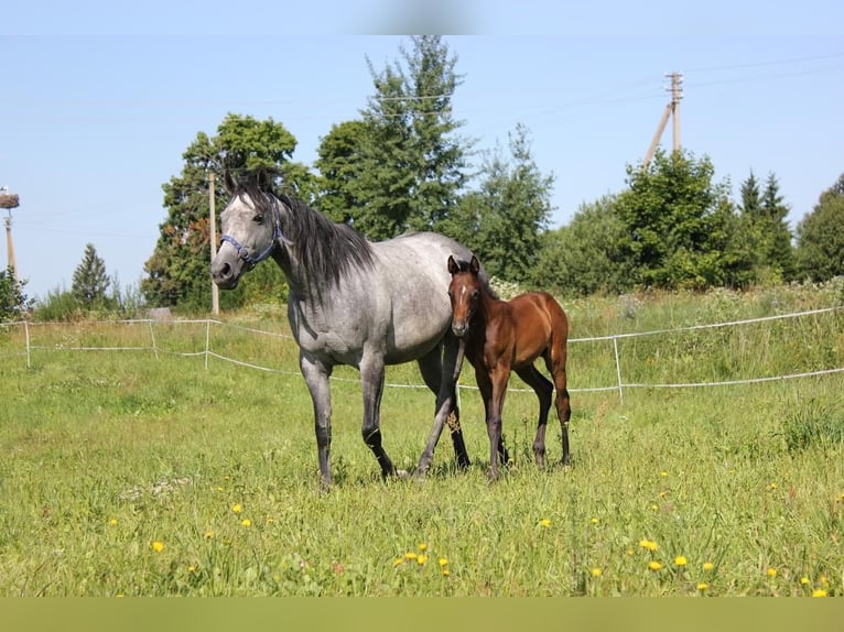 Thoroughbred Mare 10 years 15,2 hh Grey in Alytus