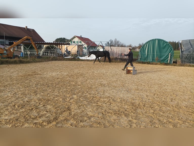 Thoroughbred Mare 10 years 15,2 hh Smoky-Black in Isny im Allgäu