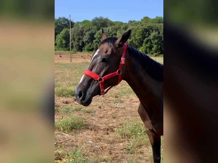 Thoroughbred Mare 10 years 15,3 hh Bay-Dark in Santa Maria De Camos