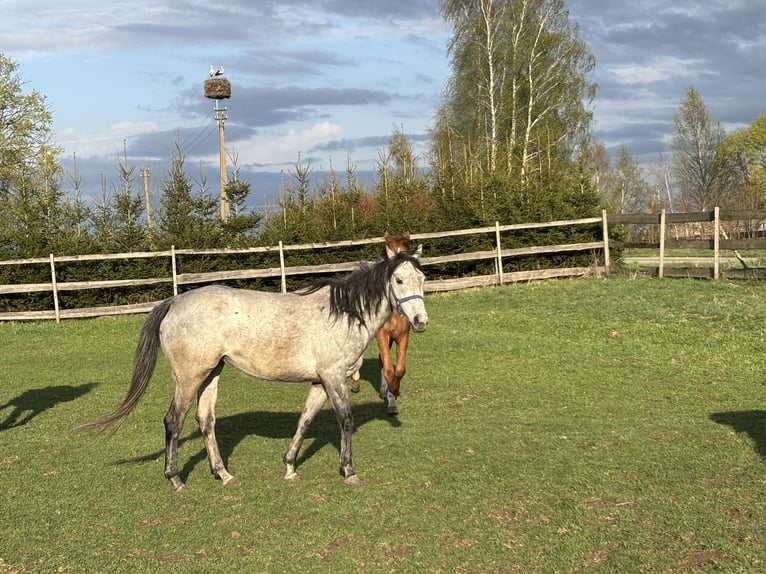 Thoroughbred Mare 10 years 15,3 hh Grey in Alytus