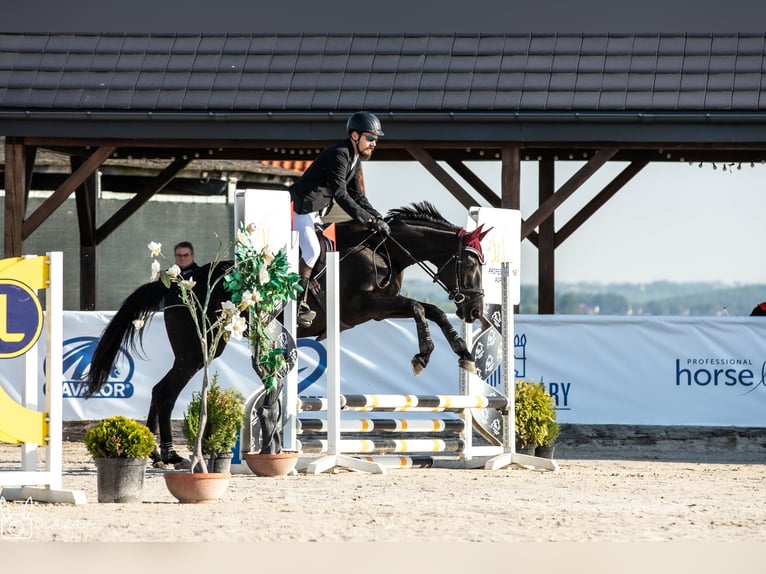 Thoroughbred Mare 10 years 16,1 hh Bay-Dark in MichałoWice