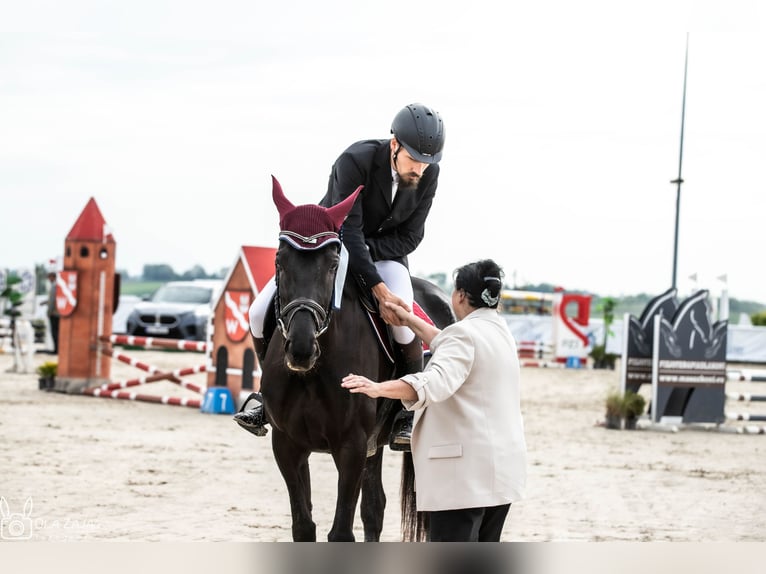 Thoroughbred Mare 10 years 16,1 hh Bay-Dark in MichałoWice