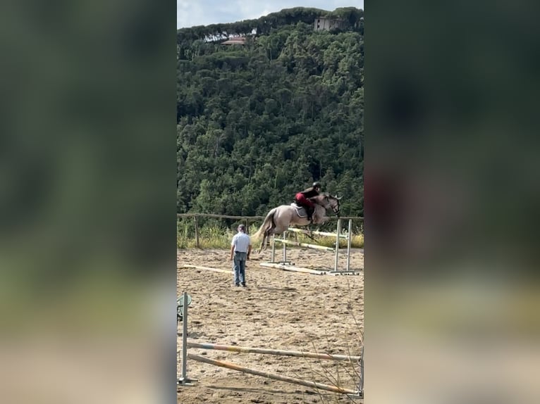 Thoroughbred Mare 10 years 16,1 hh Gray in prato