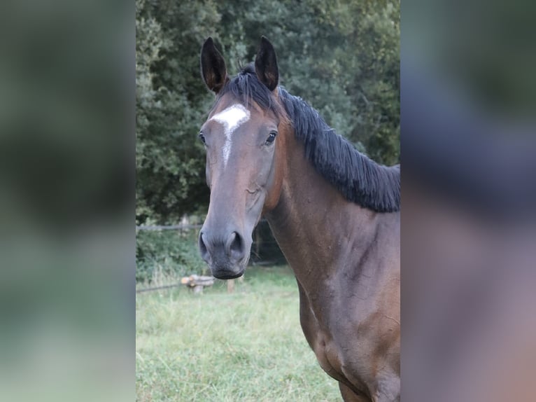 Thoroughbred Mare 10 years 16 hh Bay-Dark in Riec-sur-Belon