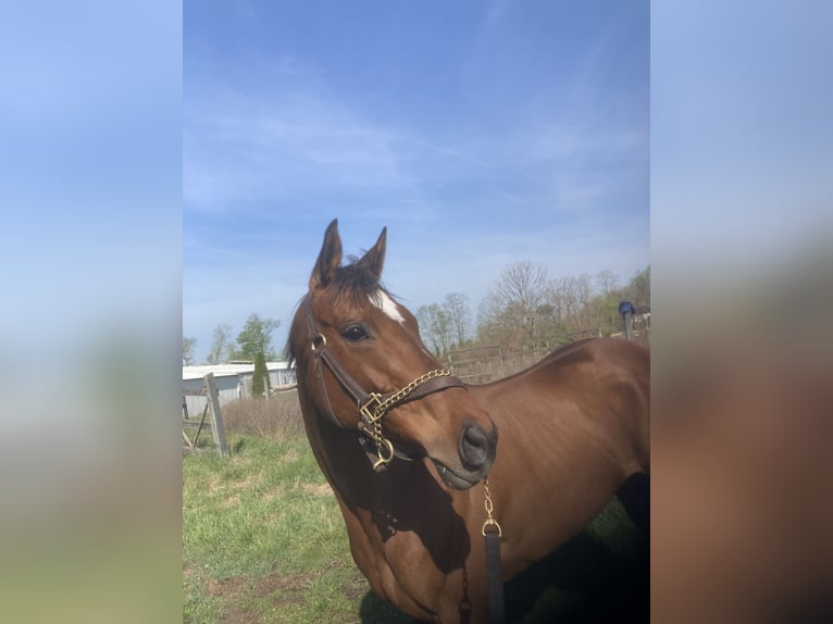 Thoroughbred Mare 10 years 16 hh Bay-Dark in Georgetown, ky.