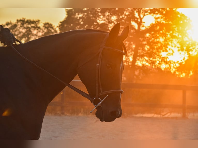 Thoroughbred Mare 10 years 16 hh Bay in Grass Valley