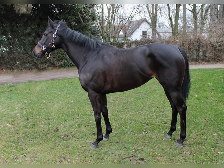 Thoroughbred Mare 10 years 16 hh Black in Bad Oldesloe