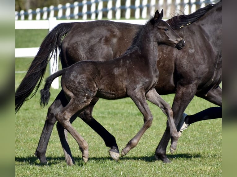 Thoroughbred Mare 10 years 16 hh Black in Bad Oldesloe