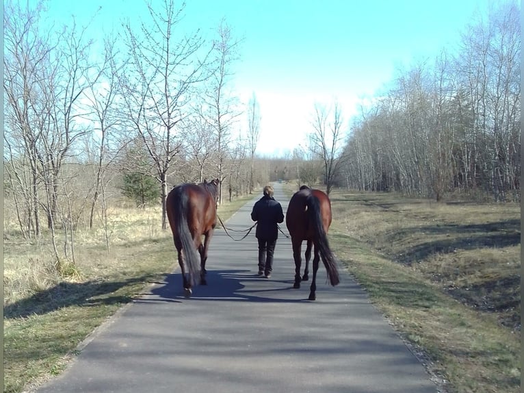 Thoroughbred Mare 10 years 16 hh Brown in Valverde Del Fresno