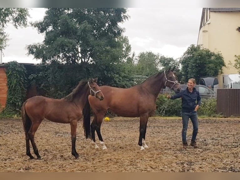 Thoroughbred Mare 10 years 16 hh Brown in Leuna