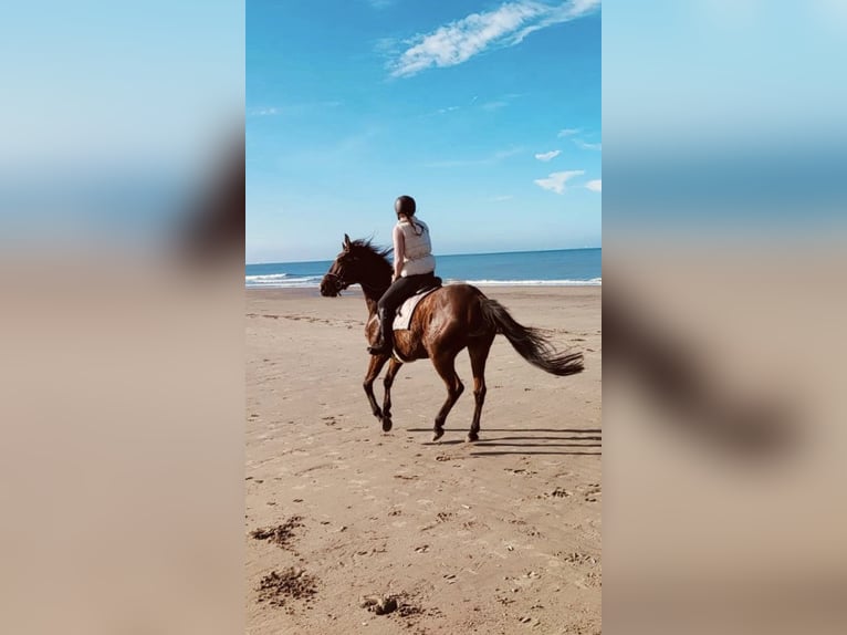 Thoroughbred Mare 10 years 16 hh Brown in Valkenburg