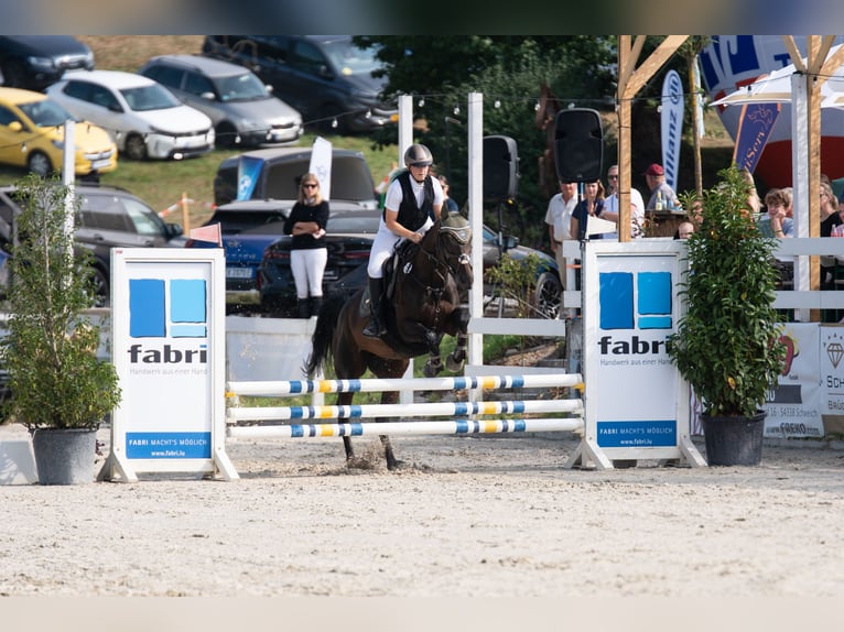 Thoroughbred Mare 10 years 16 hh Brown in Quierschied