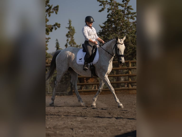 Thoroughbred Mare 10 years 16 hh Grey-Fleabitten in Powell Butte