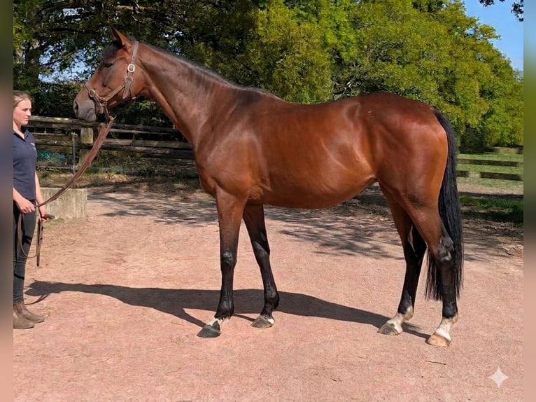 Thoroughbred Mare 10 years 16,1 hh Brown in Gouffern en Auge