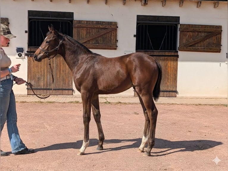 Thoroughbred Mare 10 years 16,1 hh Brown in Gouffern en Auge