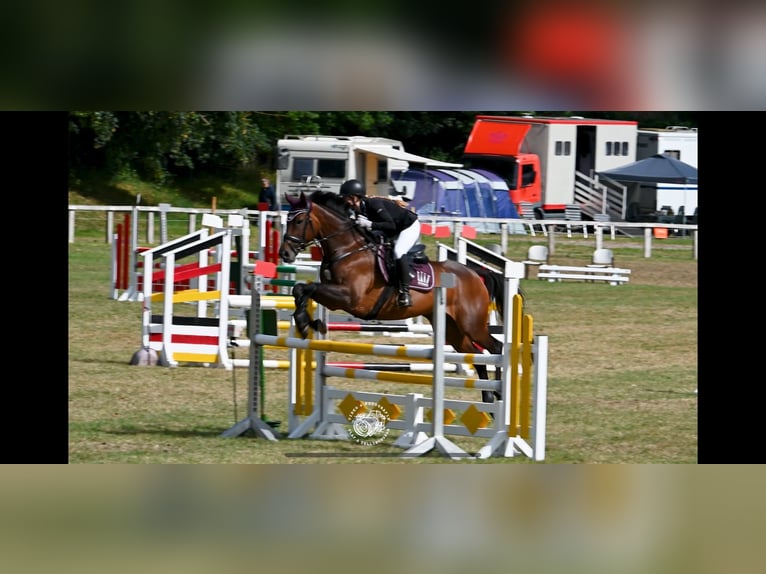 Thoroughbred Mare 10 years 16,1 hh Brown in Heidelberg