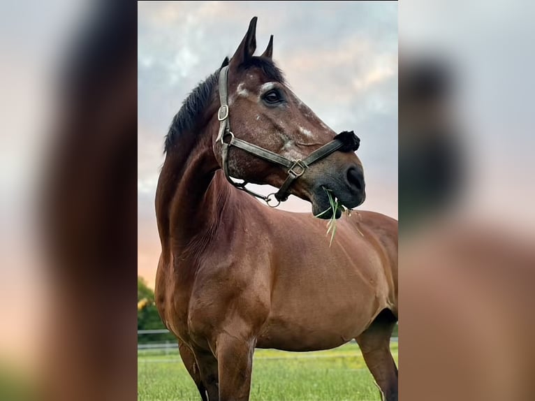 Thoroughbred Mare 10 years 16,1 hh Brown in Salt Lick