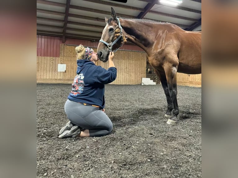 Thoroughbred Mare 10 years 16,1 hh Brown in Salt Lick