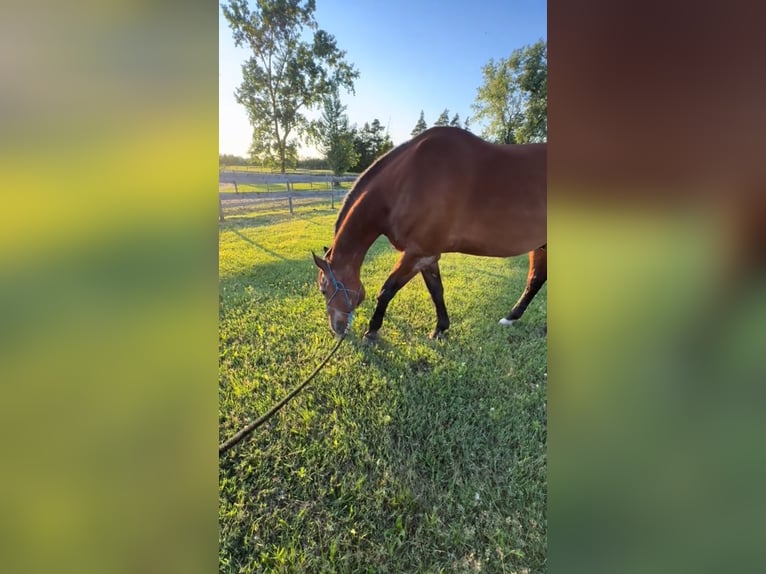 Thoroughbred Mare 10 years 16,1 hh Brown in Salt Lick