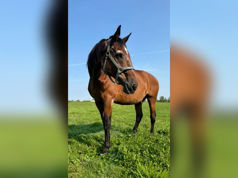 Thoroughbred Mare 10 years 16,1 hh Brown in Salt Lick