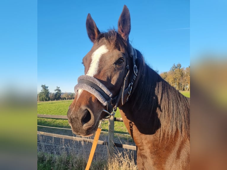 Thoroughbred Mare 10 years Brown in Lorch