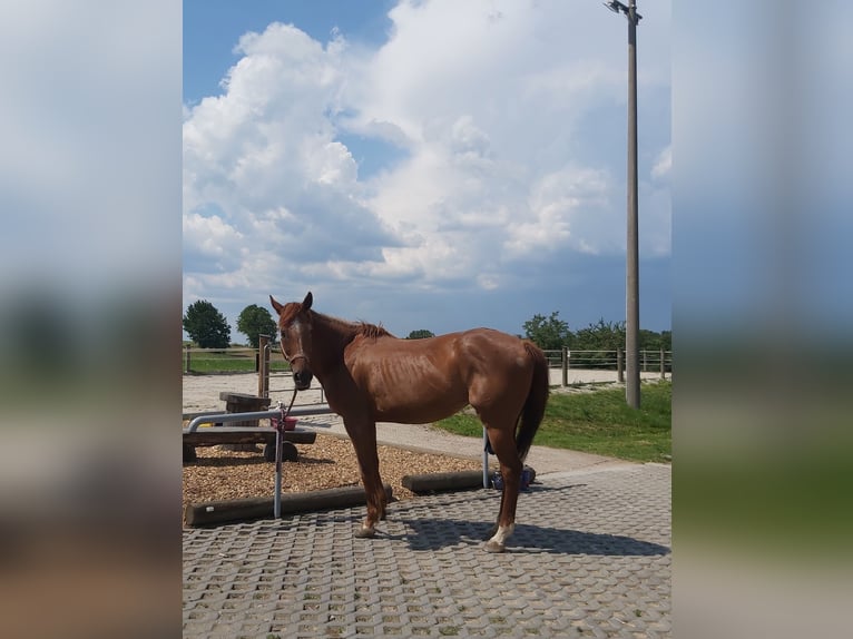 Thoroughbred Mare 11 years 15,1 hh Brown in Penig