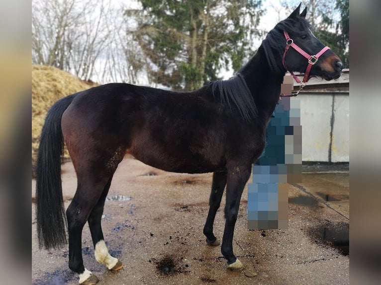 Thoroughbred Mix Mare 11 years 15,2 hh Black in Calw