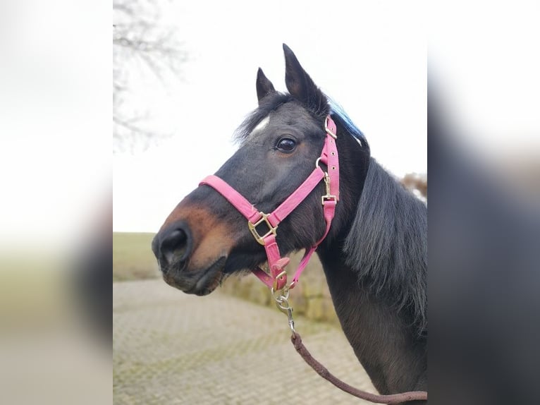 Thoroughbred Mix Mare 11 years 15,2 hh Black in Calw